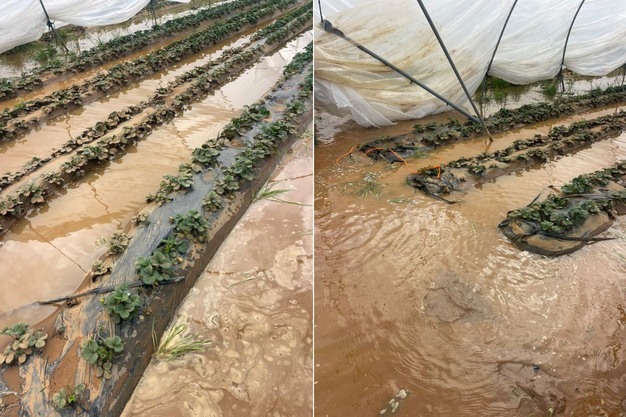 فيضانات اللوكوس تُلحق أضرارا كبيرة بمزارع الفواكه الحمراء