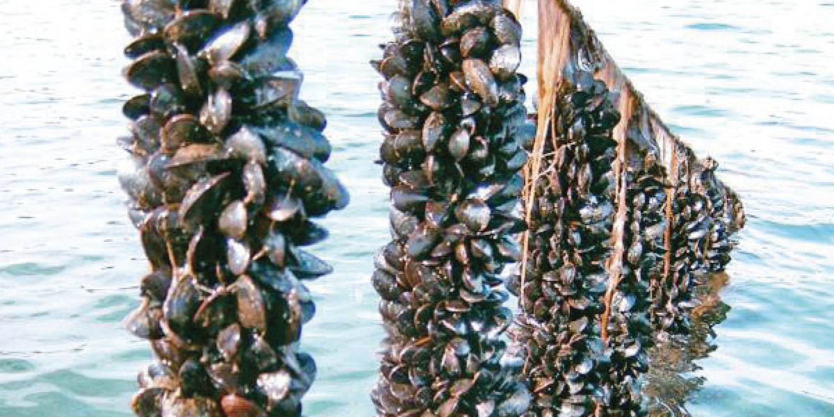 برنامج دعم جديد لتقوية الإنتاج المستدام لبلح البحر