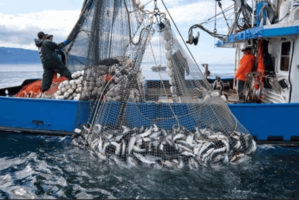 انخفاض مفرغات الصيد بالمتوسط بـ30% وتراجع قيمتها بـ35% في يناير