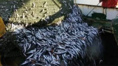 تعليق صيد الأسماك السطحية الصغيرة بالمنطقة الجنوبية