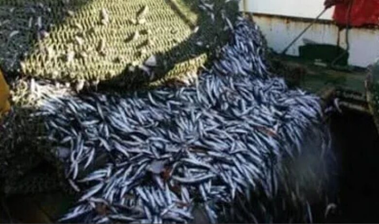 تعليق صيد الأسماك السطحية الصغيرة بالمنطقة الجنوبية