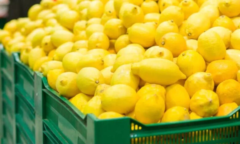 صادرات الليمون الحامض المغربي ترتفع إلى 9.700 طن
