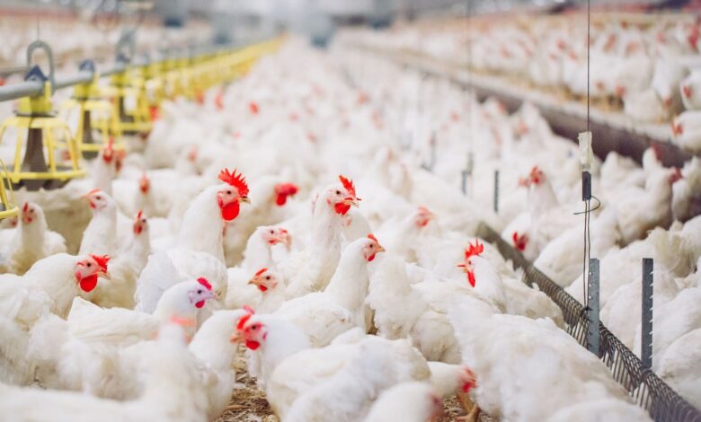 منتجو الدواجن يحذرون من اختلالات بنيوية تهدد استدامة القطاع