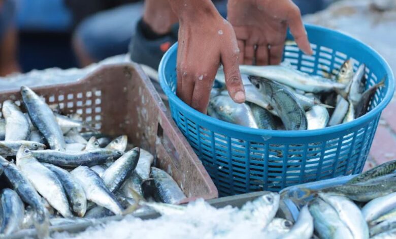 السردين يفتتح رمضان بـ17 درهمًا للكيلوغرام