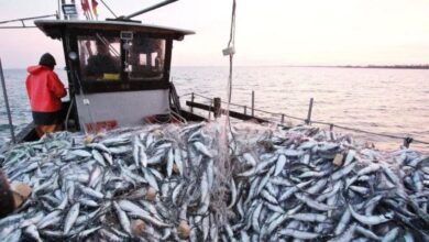 انتعاش مفرغات السردين بميناء العيون