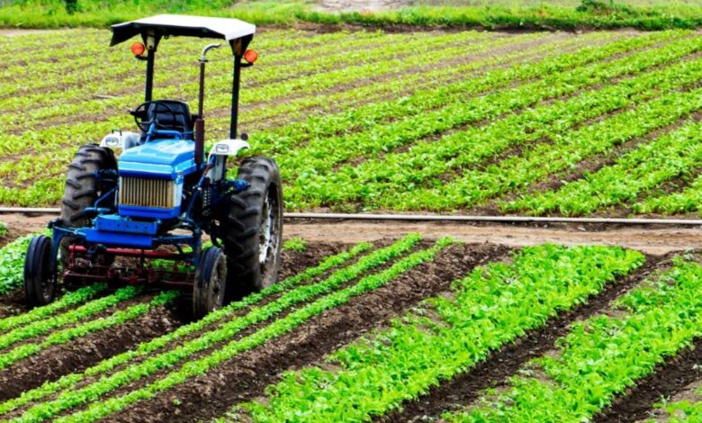 الأمطار ترفع نسبة الزراعة الخريفية إلى 94٪ بسهل الشاوية