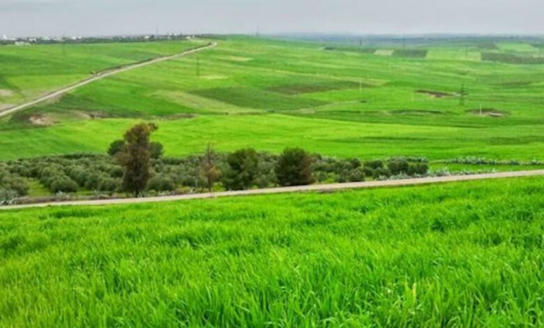 الأمطار القياسية بالمغرب تبشر بموسم فلاحي واعد