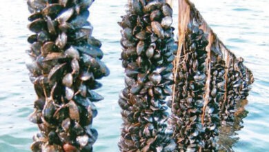 برنامج دعم جديد لتقوية الإنتاج المستدام لبلح البحر