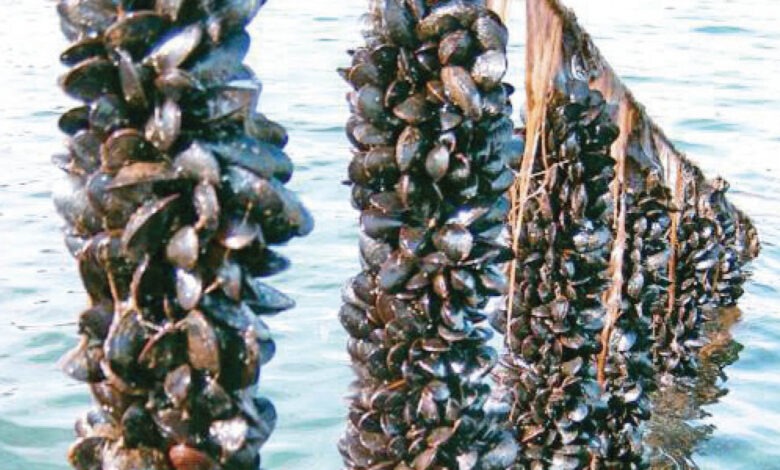 برنامج دعم جديد لتقوية الإنتاج المستدام لبلح البحر