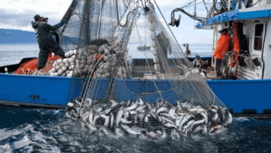 انخفاض مفرغات الصيد بالمتوسط بـ30% وتراجع قيمتها بـ35% في يناير