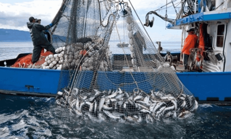 انخفاض مفرغات الصيد بالمتوسط بـ30% وتراجع قيمتها بـ35% في يناير