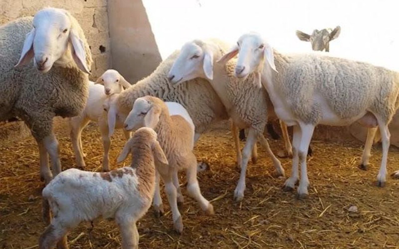 وزارة الفلاحة تشرع في تتبع إناث الأغنام والماعز تمهيداً لصرف الدعم