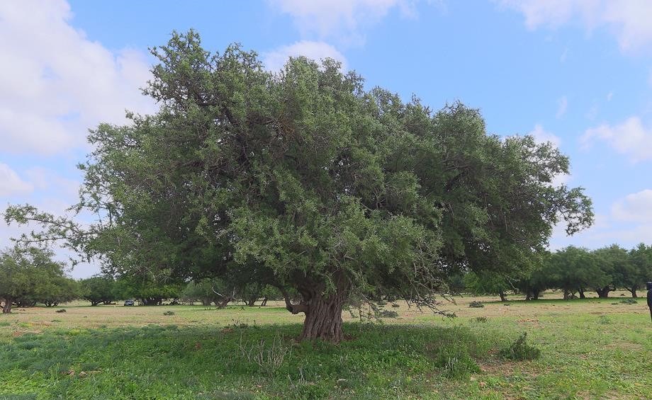 لا وجود لأي مرض يهدد أشجار الأركان باشتُوكة آيت باها