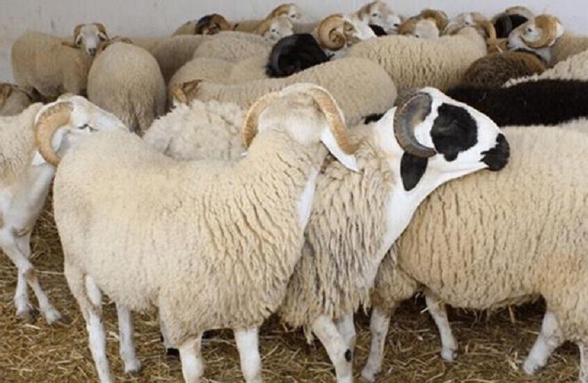 تحذيرات من تبرير غلاء الأضاحي بالحروب الدولية