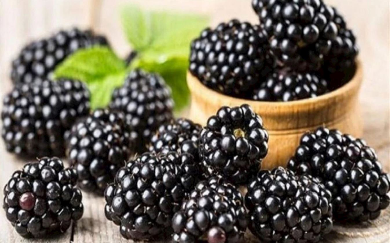 دراسة أمريكية تكشف تأثير التوت الأسود على الخلايا السرطانية