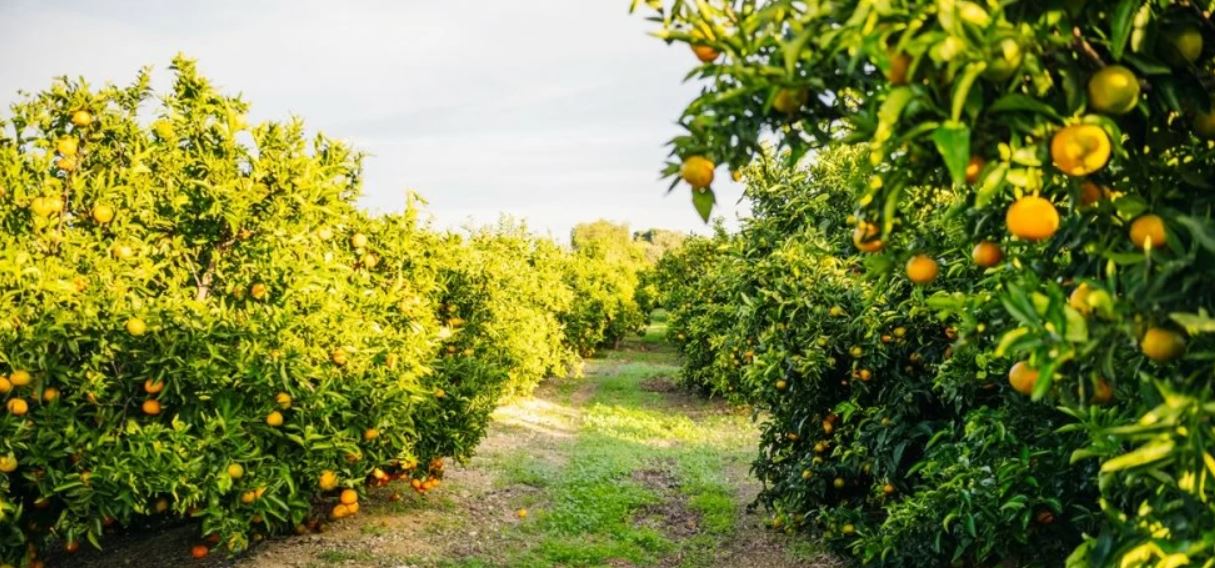 الأمطار تؤثر على قطاع الحمضيات وتلقي بظلالها على الإنتاج المحلي