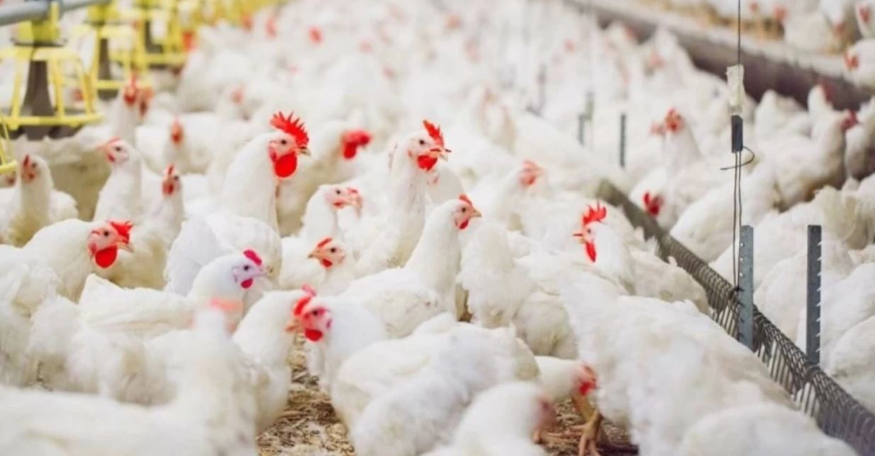 الطلب على الدجاج يوسع الفجوة بين أسعار المزارع والأسواق