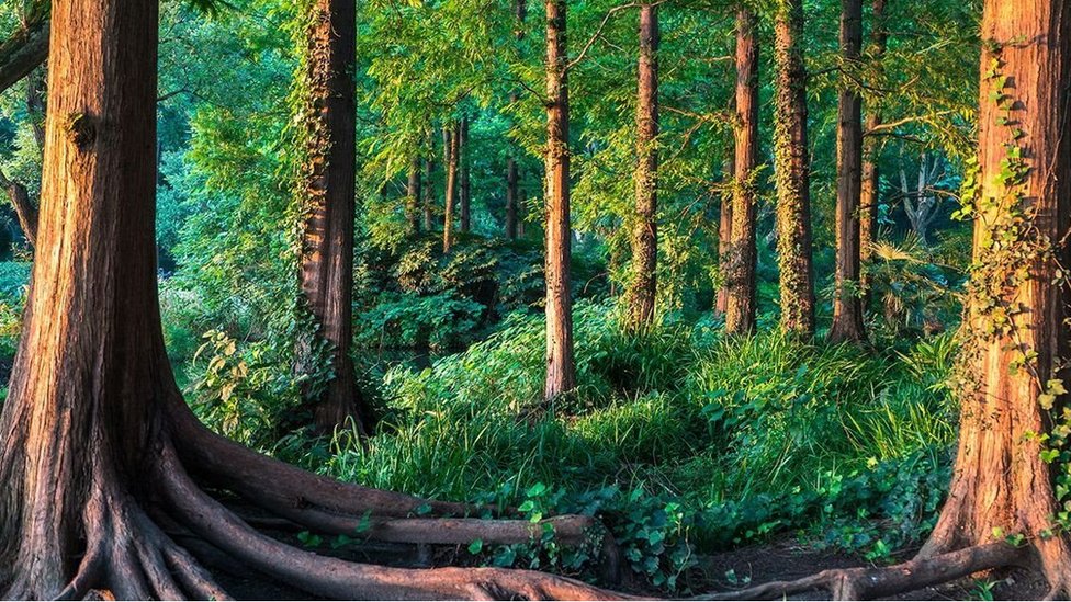 الغابة المغربية بين رهانات التثمين وضغوط الاستدامة