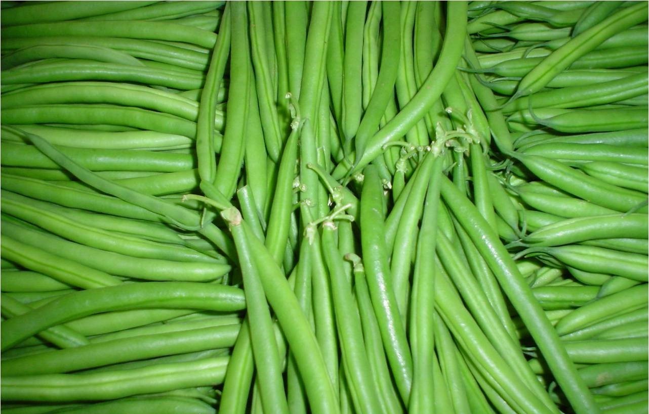 المغرب يتصدر قائمة موردي الفاصوليا الخضراء لإيرلندا