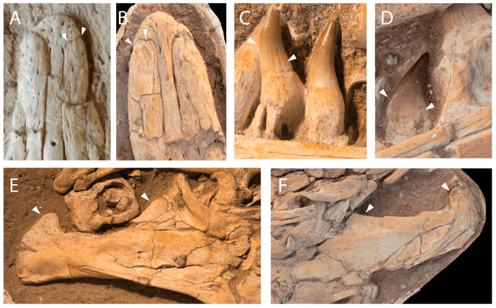 مفترس بحري عملاق عاش قبل 66 مليون سنة في خريبكة