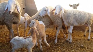 وزارة الفلاحة تشرع في تتبع إناث الأغنام والماعز تمهيداً لصرف الدعم