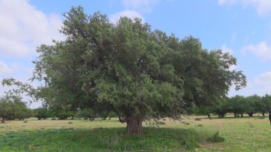 لا وجود لأي مرض يهدد أشجار الأركان باشتُوكة آيت باها