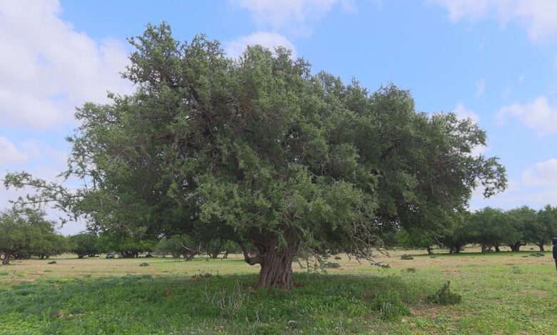 لا وجود لأي مرض يهدد أشجار الأركان باشتُوكة آيت باها