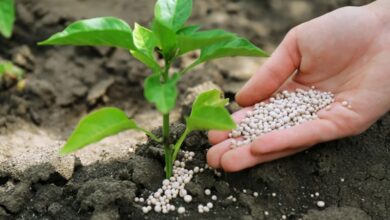 وكالة "فيتش" ترفع توقعات أسعار الأسمدة عالمياً خلال 2026