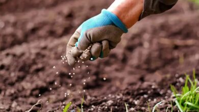 الهند تتجه نحو المغرب لتأمين إمداداتها من الأسمدة