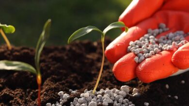 أزمة الخليج تعزز موقع المغرب كمصدر رئيسي للأسمدة