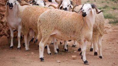 عيد الأضحى: الشراء المباشر يحمي ميزانية الأسر ويحد من المضاربات