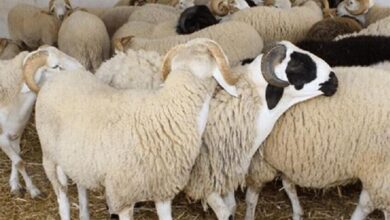 تحذيرات من تبرير غلاء الأضاحي بالحروب الدولية