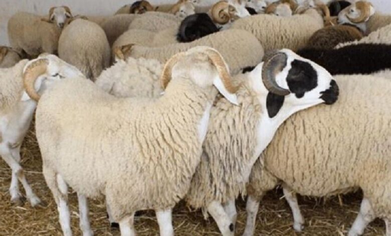 تحذيرات من تبرير غلاء الأضاحي بالحروب الدولية