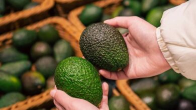 تراجع إنتاج الأفوكادو بالمغرب إلى 58 ألف طن يضغط على الصادرات