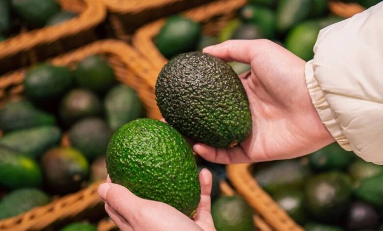 تراجع إنتاج الأفوكادو بالمغرب إلى 58 ألف طن يضغط على الصادرات