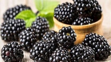 دراسة أمريكية تكشف تأثير التوت الأسود على الخلايا السرطانية