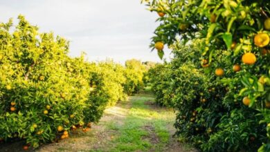 الأمطار تؤثر على قطاع الحمضيات وتلقي بظلالها على الإنتاج المحلي