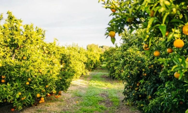 الأمطار تؤثر على قطاع الحمضيات وتلقي بظلالها على الإنتاج المحلي