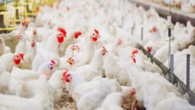 الطلب على الدجاج يوسع الفجوة بين أسعار المزارع والأسواق