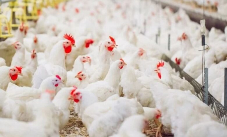 الطلب على الدجاج يوسع الفجوة بين أسعار المزارع والأسواق