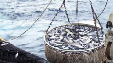 ارتفاع قيمة منتجات الصيد الساحلي والتقليدي بالمغرب إلى 2,36 مليار درهم