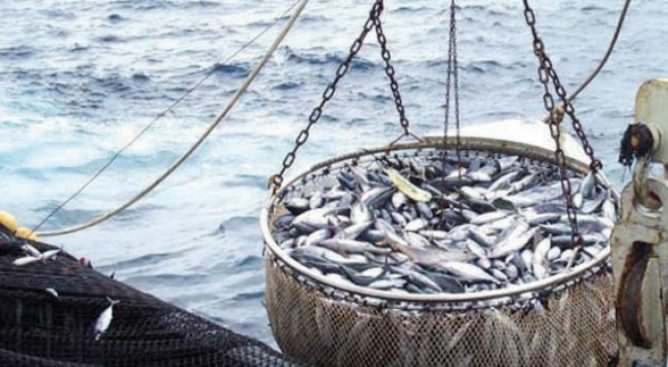 ارتفاع قيمة منتجات الصيد الساحلي والتقليدي بالمغرب إلى 2,36 مليار درهم