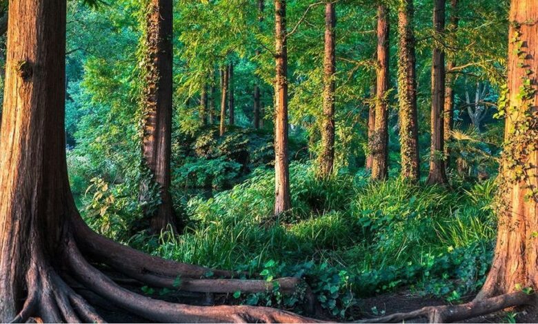 الغابة المغربية بين رهانات التثمين وضغوط الاستدامة