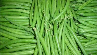 المغرب يتصدر قائمة موردي الفاصوليا الخضراء لإيرلندا