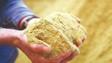 صادرات المغرب من دقيق السمك نحو أوروبا تتضاعف خلال عشر سنوات