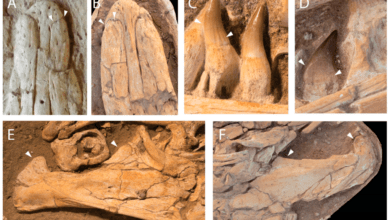 مفترس بحري عملاق عاش قبل 66 مليون سنة في خريبكة