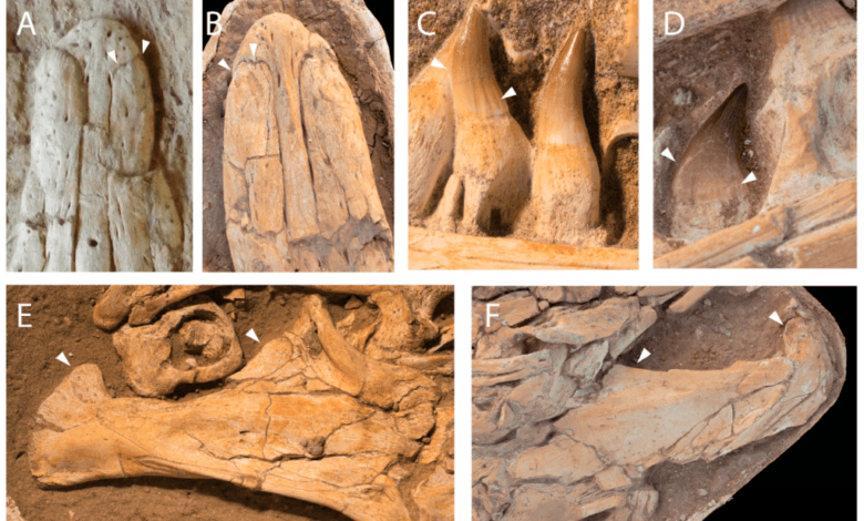مفترس بحري عملاق عاش قبل 66 مليون سنة في خريبكة