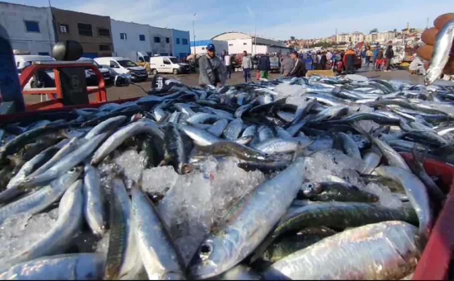 أزيد من 5 آلاف طن من السردين تنعش نشاط الصيد بميناء طانطان