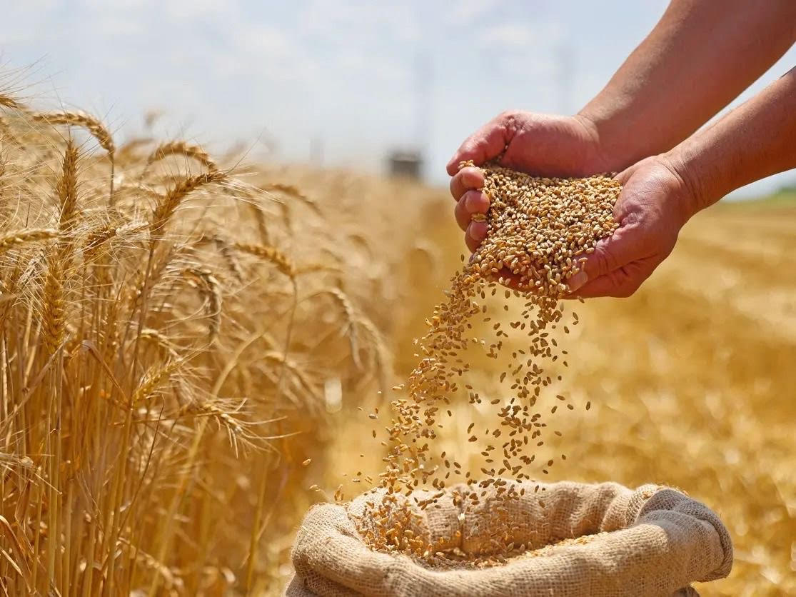 المغرب في صدارة مستوردي القمح الأوروبي بـ 2,8 مليون طن