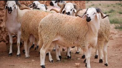 الحسابات الفلكية تحدد 26 ماي كموعد محتمل لعيد الأضحى بالمغرب